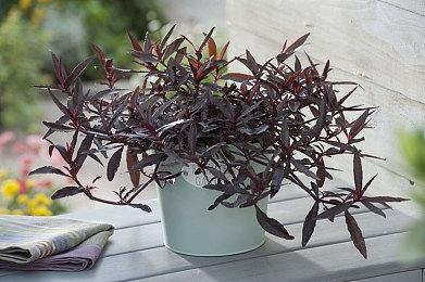 《极限竞速：地平线5》新实机视频展示丰田GR Supra